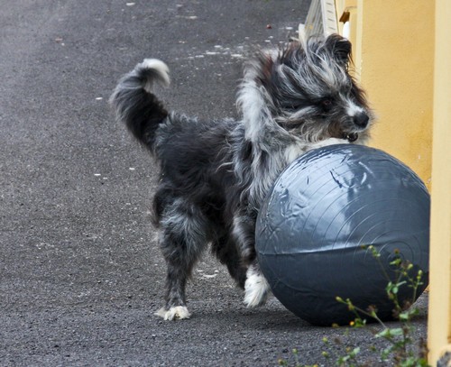 Ball-1 Ball-1