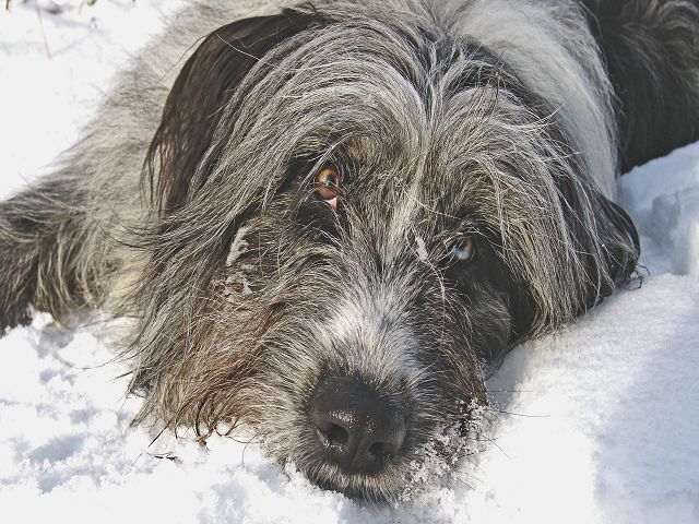 Balu liebt Schnee Balu liebt Schnee
