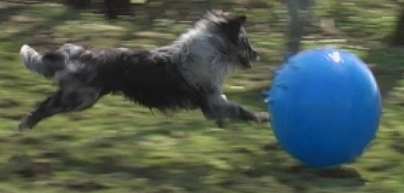 Balu mit gr Ball