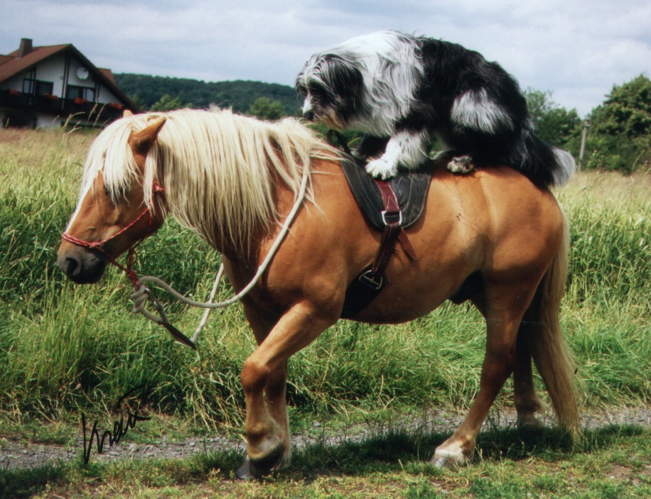Balu reitet 3 Balu reitet 3