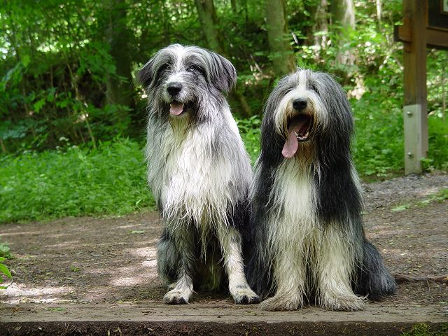 Balu und Beardie