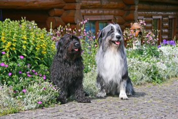 Balu und Bijou