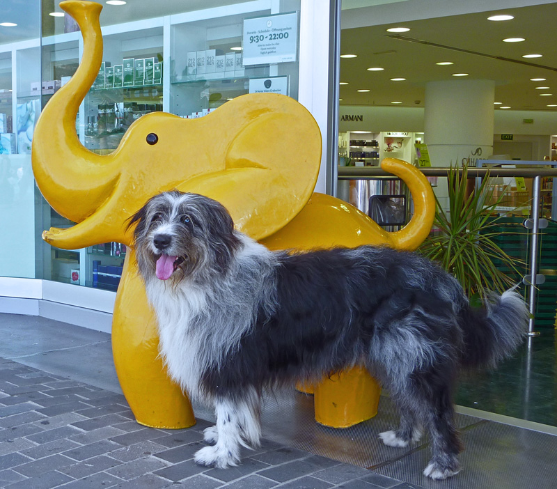 Balu und der Elefant Balu und der Elefant