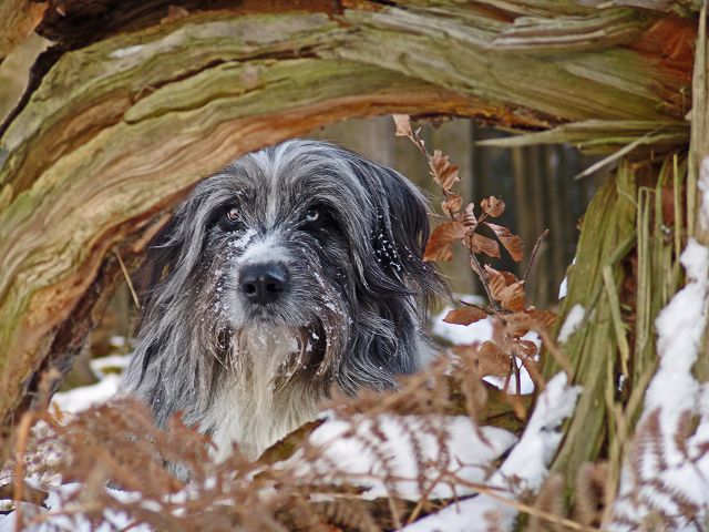 Balu unter dem Baum