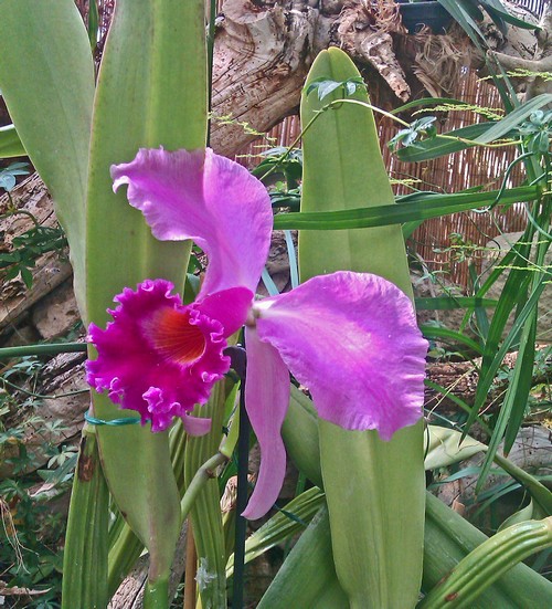 Orchideenpark 1500