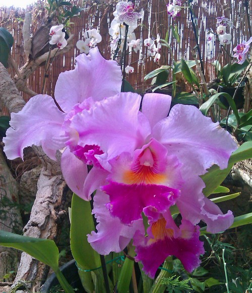 Orchideenpark 2500