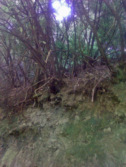 Tacoronte Wald2500 Tacoronte Wald2500