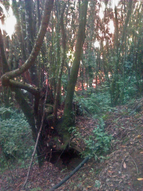 Tacoronte Wald500 Tacoronte Wald500