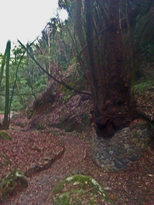 Tacoronte Wald 10500 Tacoronte Wald 10500
