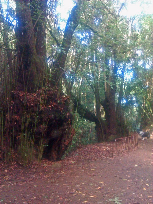 Tacoronte Wald 12500 Tacoronte Wald 12500