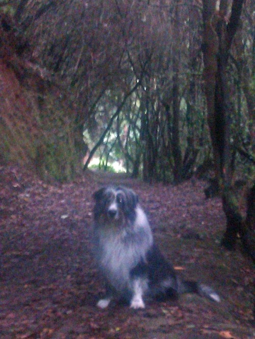 Tacoronte Wald 3500 Tacoronte Wald 3500