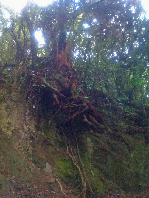 Tacoronte Wald 4500 Tacoronte Wald 4500