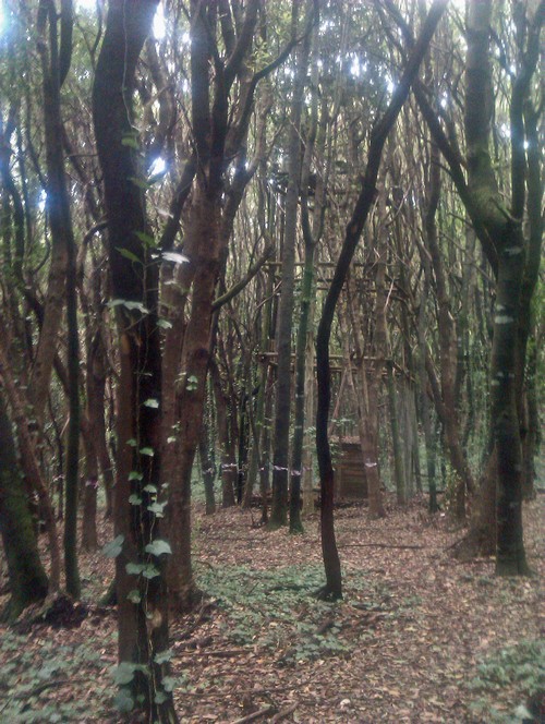 Tacoronte Wald 5500 Tacoronte Wald 5500