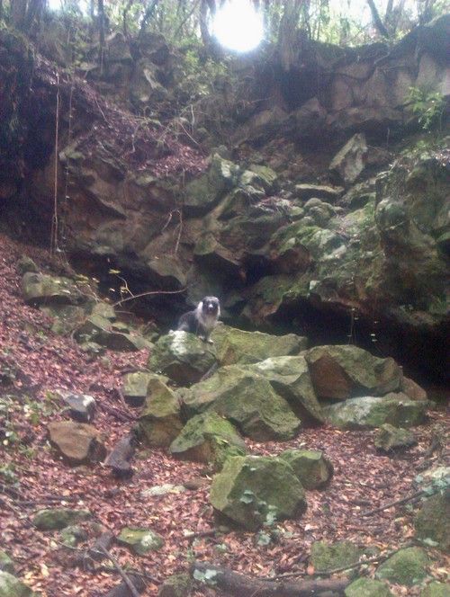 Tacoronte Wald 7 Barranco500 Tacoronte Wald 7 Barranco500