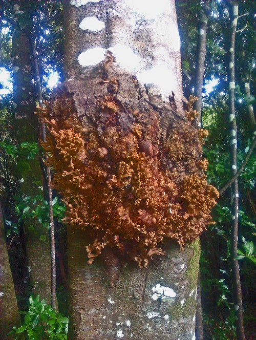 Tacoronte Wald 8 Baumpilze500 Tacoronte Wald 8 Baumpilze500