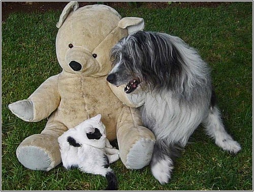 Teddy-3 Teddy-3