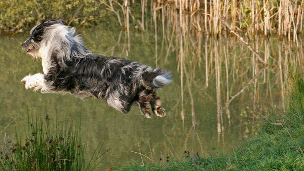Teich Teich