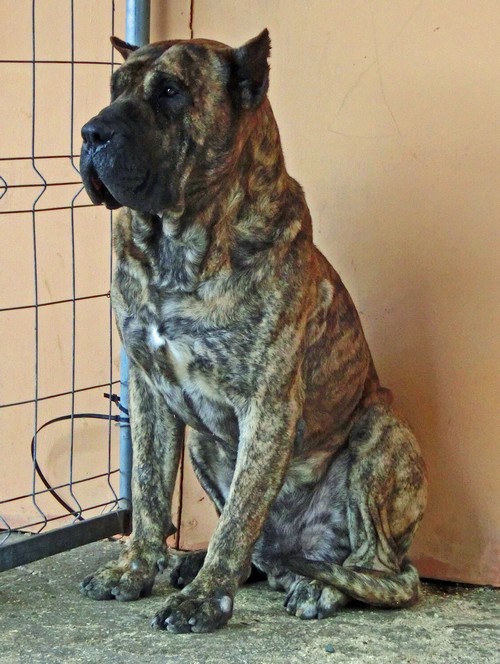 b15 Dogo Canario=Presa C.500