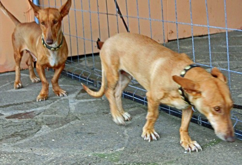 b29 Podenco enan.500