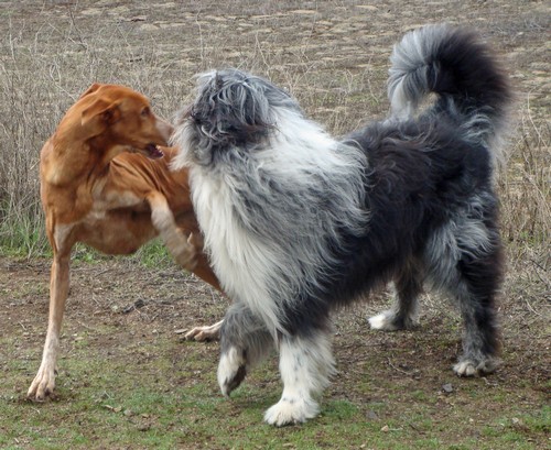 bSpiel mit Podenco 2