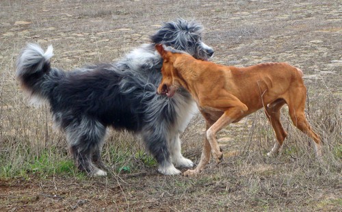 bSpiel mit Podenco 3