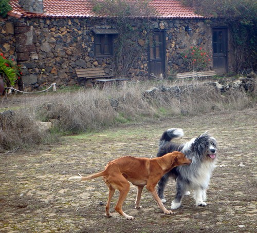 bSpiel mit Podenco 4