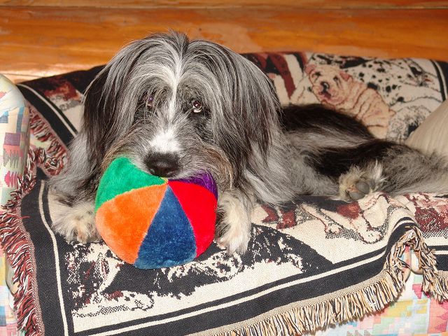 k-Balu mit Ball auf Sofa