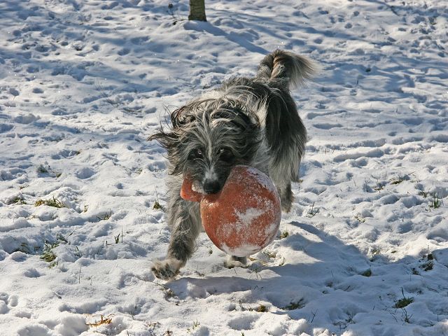 k-Balu mit Pferdeball