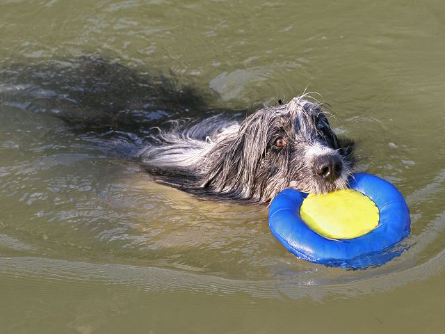 k-Balu schwimmt mit Ring