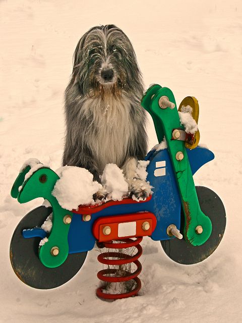 k-IMG_Roller im Schnee k-IMG_Roller im Schnee