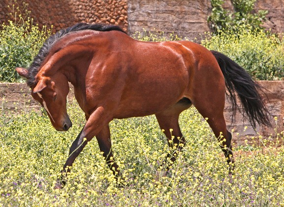 k-Luzi 08x